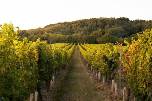 Paesaggio e Vigneti di Montalcino