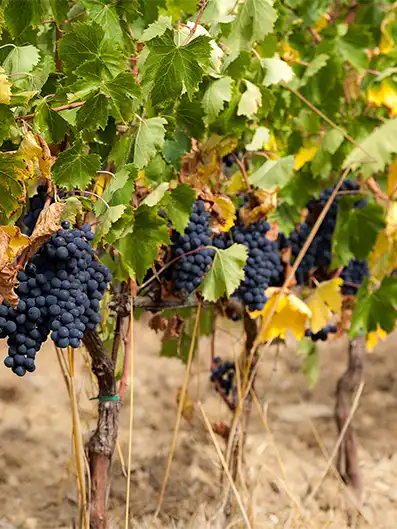Vendemmia Sangiovese a Montalcino